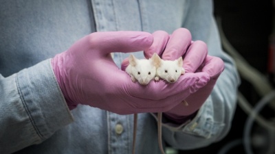 Мышь, которая спасет мир: рассказываем про животных, на которых испытывают вакцины