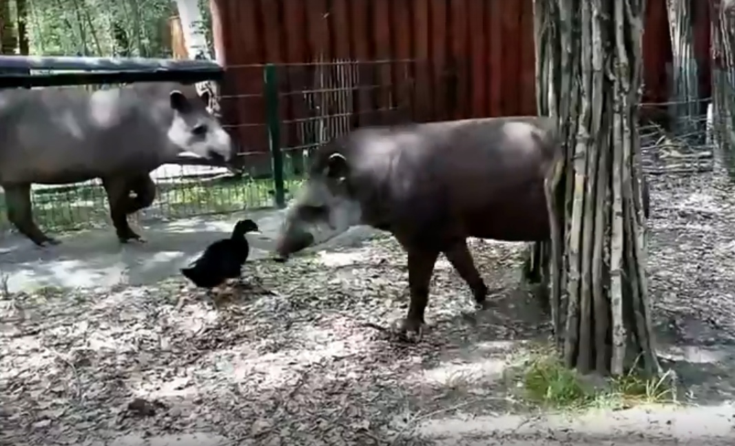 Видео дня. В нижегородском зоопарке тапиры подружились с уточкой