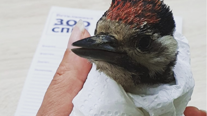 «Пока люди были на самоизоляции, птицы осмелели»: в Екатеринбурге спасают дятла со сломанным крылом
