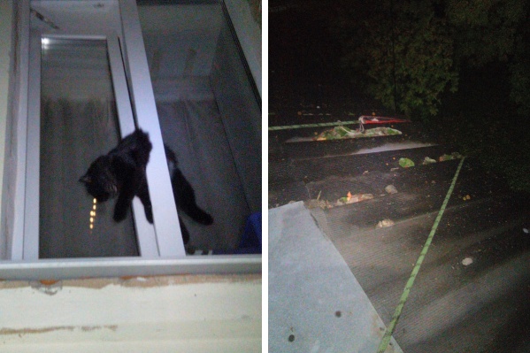 Котик застрял на втором этаже, пришлось лезть с крыши Котик застрял на втором этаже, пришлось лезть с крыши