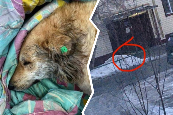 Рыжик был на волоске от смерти, но всё же выжил. Своим спасением он обязан двум жительницам поселка, которые не бросили его на произвол судьбы: обратились к зоозащитникам и съездили в ветклинику Рыжик был на волоске от смерти, но всё же выжил. Своим спасением он обязан двум жительницам поселка, которые не бросили его на произвол судьбы: обратились к зоозащитникам и съездили в ветклинику