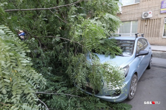 В такую погоду лучше не оставлять автомобили под деревьями В такую погоду лучше не оставлять автомобили под деревьями