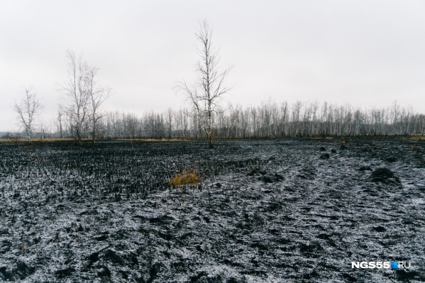 В этом году в Тюкалинском районе леса горели не так часто, как в прошлом В этом году в Тюкалинском районе леса горели не так часто, как в прошлом