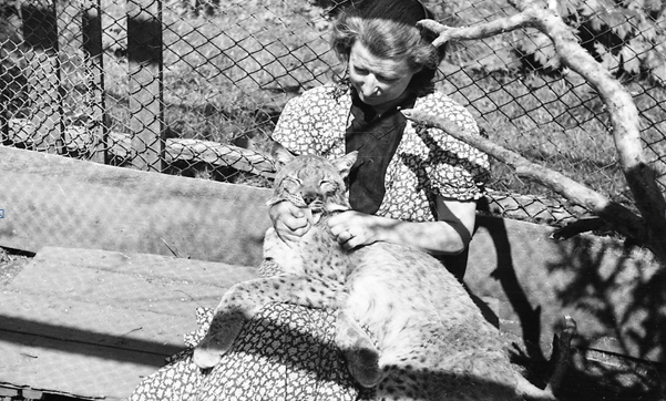Елена Крутовская находила общий язык со всеми, даже с хищными животными. 1955 год