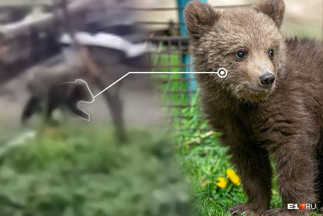 Медвежья семья разворотила огород в уральском поселке: видео