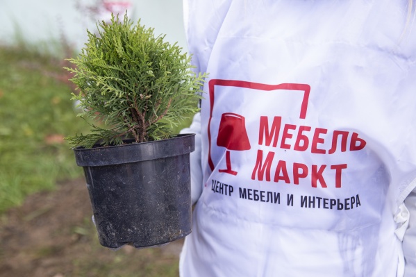 В школьном дворике посадили спиреи, хосты и туи В школьном дворике посадили спиреи, хосты и туи