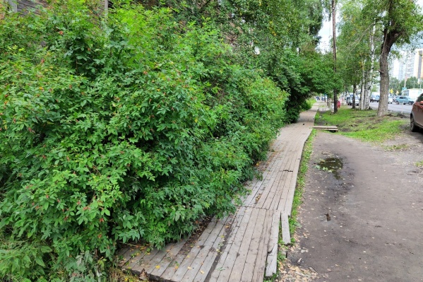Большая часть мостков скрыта кустарниками, такое встречается не только на улице Урицкого Большая часть мостков скрыта кустарниками, такое встречается не только на улице Урицкого