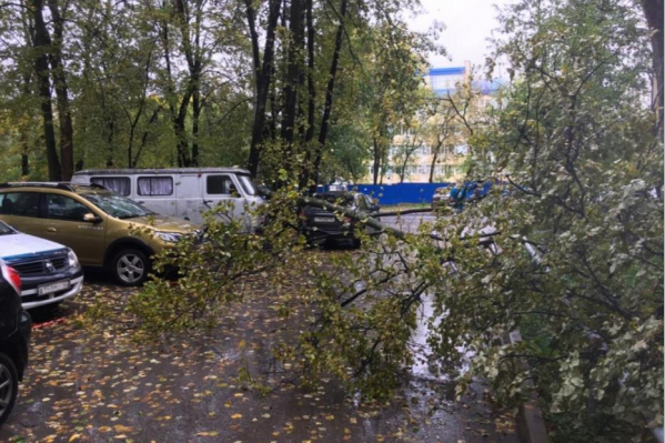 В данном случае дерево упало не на машину, однако кому-то повезло меньше В данном случае дерево упало не на машину, однако кому-то повезло меньше
