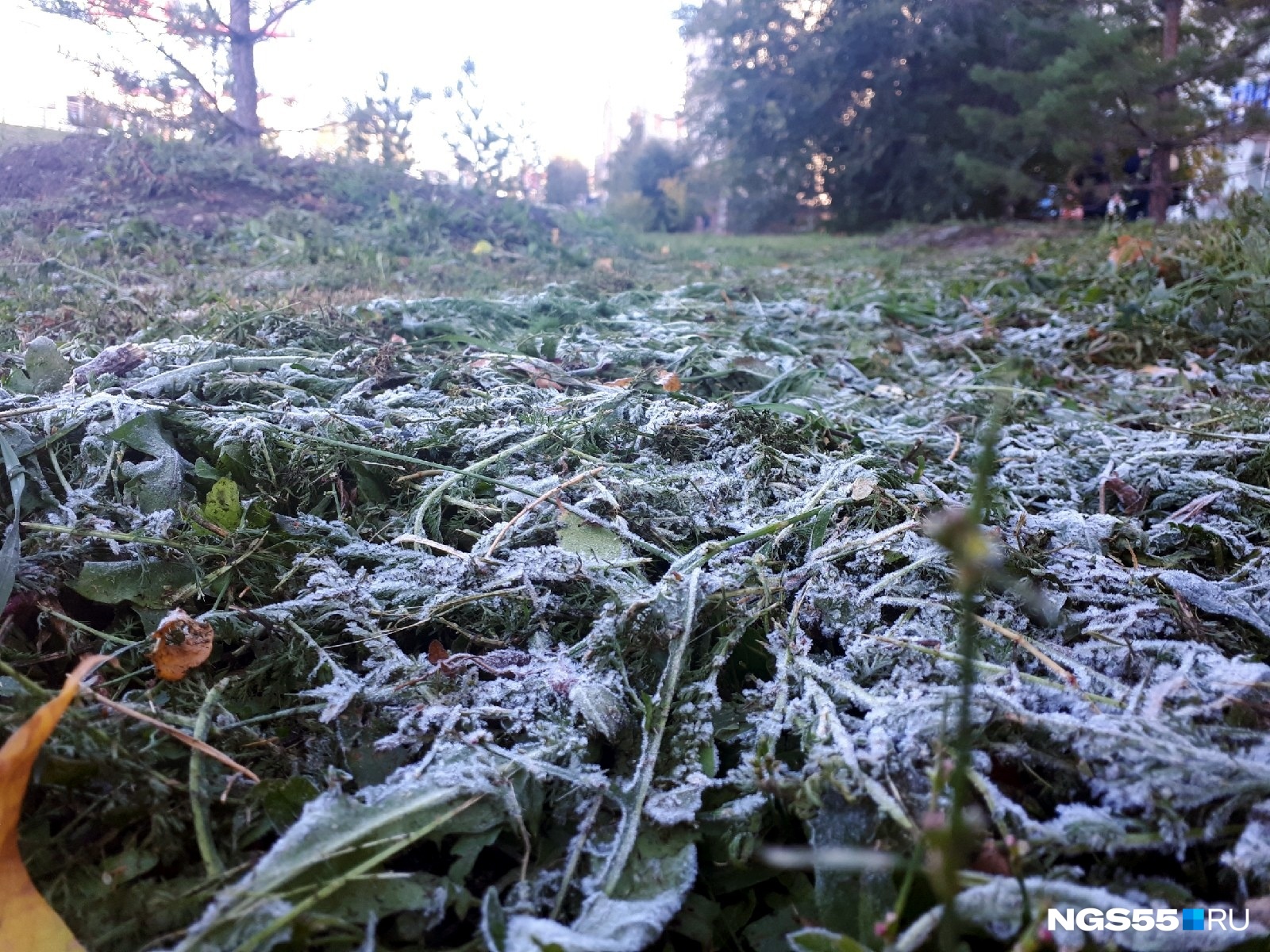 Заморозки в области. Обледенелая трава. Замерзшая трава. Заморозки и ветер. Заморозки на траве.