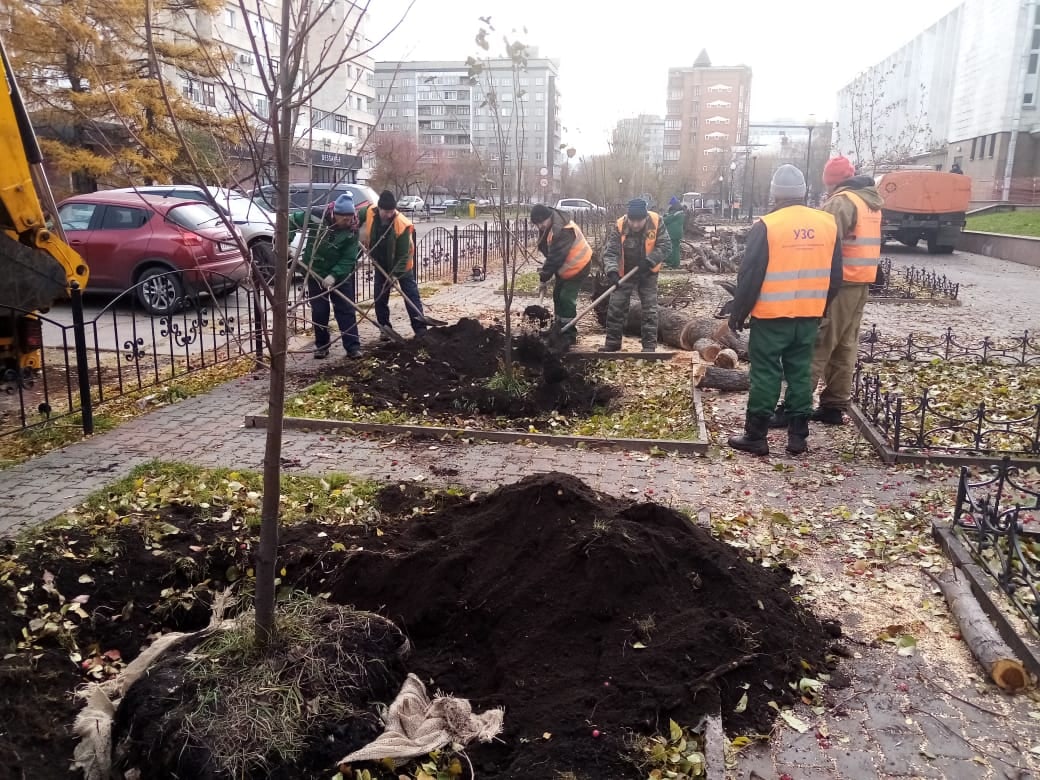 На месте яблонь высадили липы На месте яблонь высадили липы