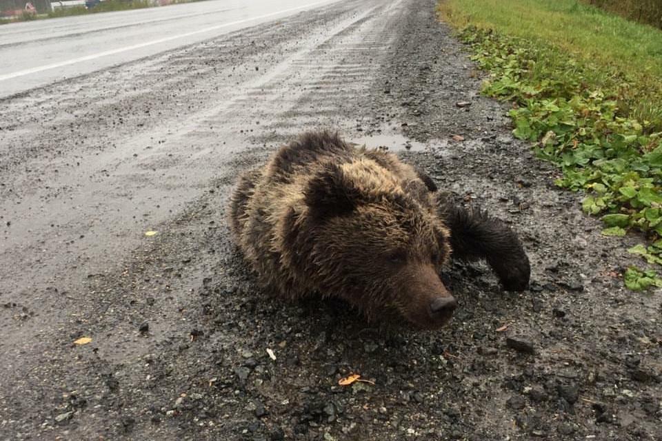 Нападение на дороге. Дикие животные на дороге. Медвежонок на дороге.