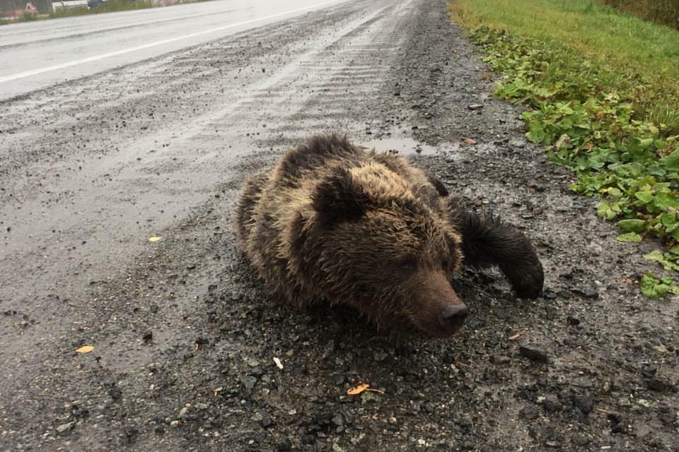 Медведь врезался в машину