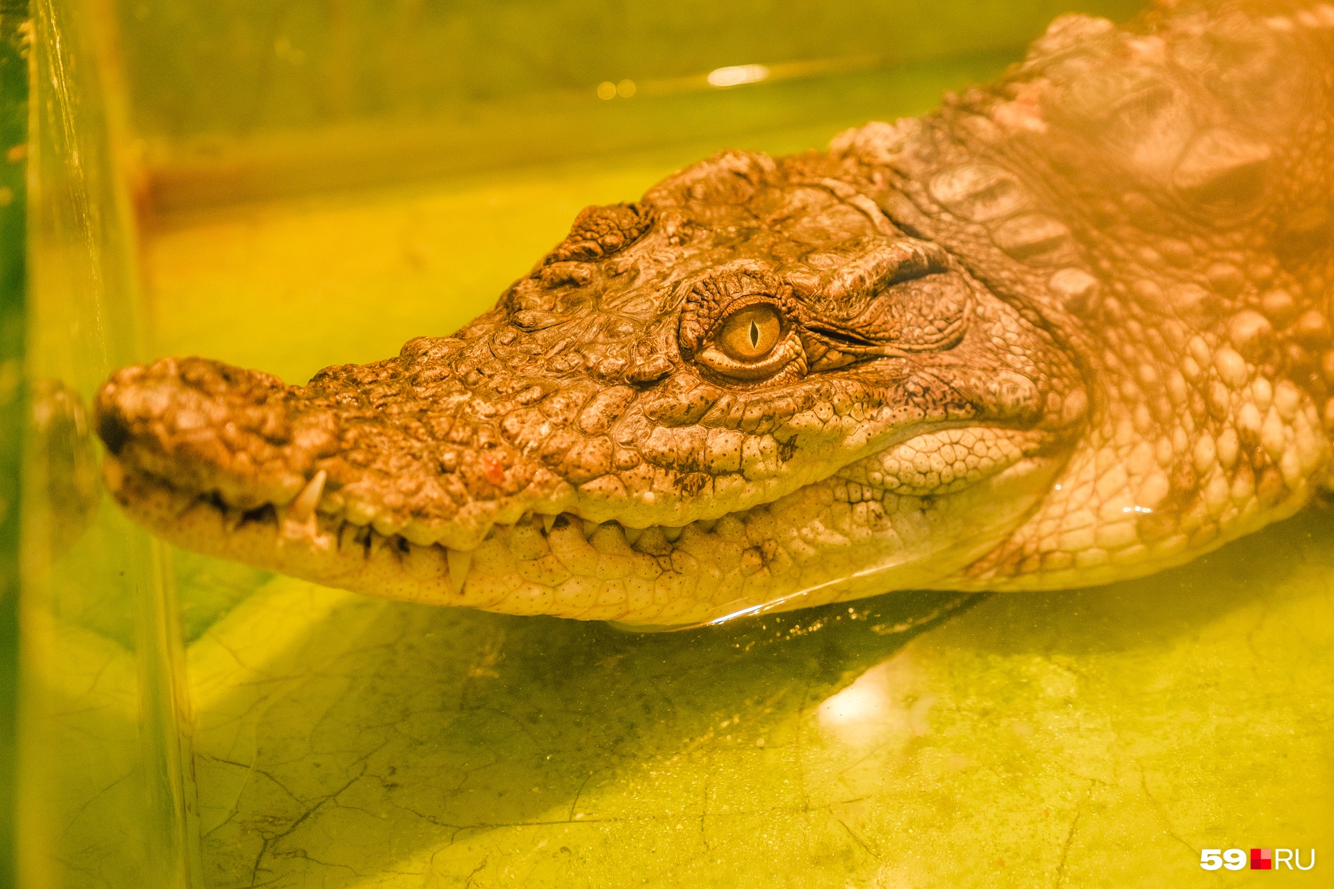 Задумчивый крокодил