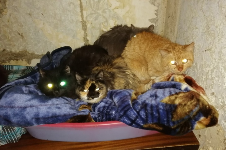 Кошкам и котам ищут новых хозяев Кошкам и котам ищут новых хозяев