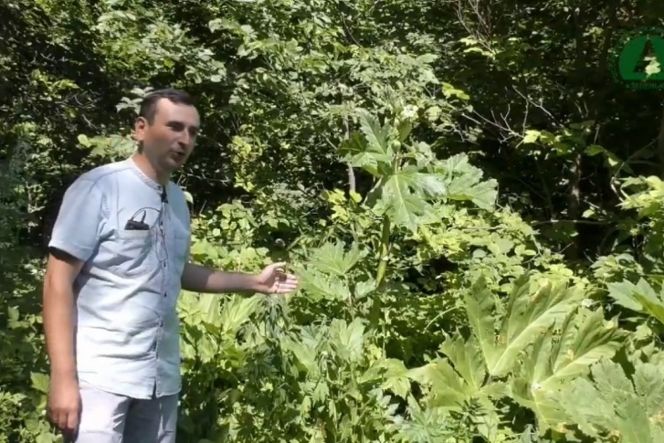 Ботаники Уфы сообщили об опасном растении в парке Лесоводов