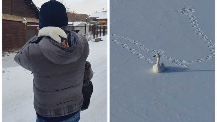 В Каменске-Уральском спасли лебедя, который остался замерзать под мостом на реке
