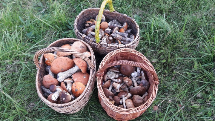 В ярославских лесах — четвертая волна грибов: в каких местах их больше всего