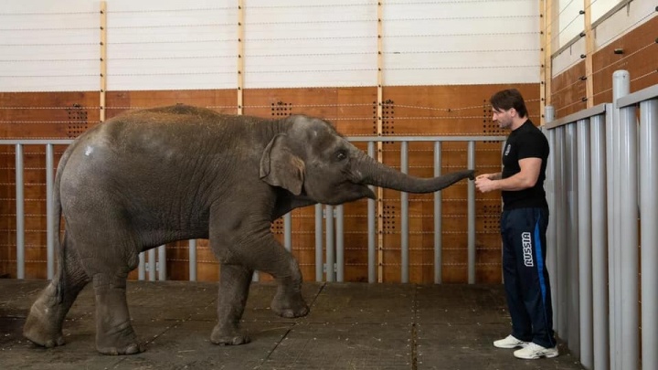 Ростовский зоопарк исключили из Евроазиатской ассоциации после передачи слоненка в цирк