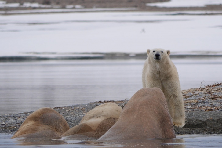 По белому медведю есть очень много исследований. Так, например, с 2014 по 2019 год экологи «Роснефти» обследовали более 30 особей