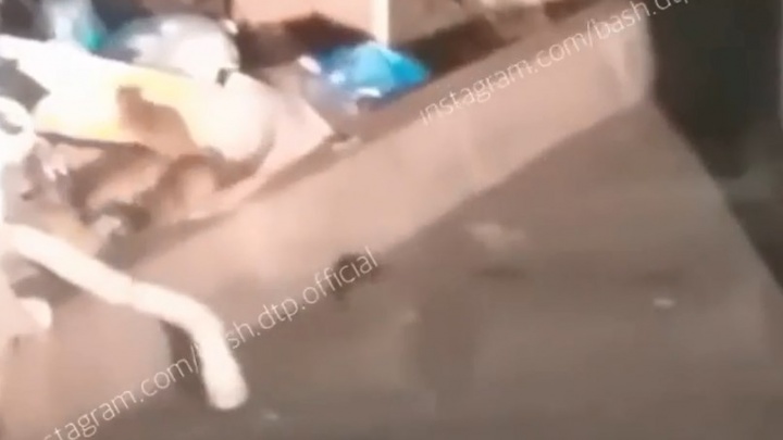 «Крысы куражатся»: уфимец снял на видео грызунов, атаковавших мусорку напротив известного магазина