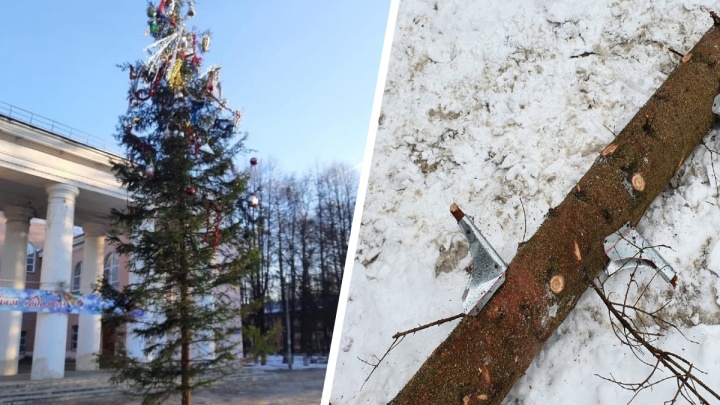 «Была слишком тощей»: в Ярославле к новогодней елке ветки прибили гвоздями