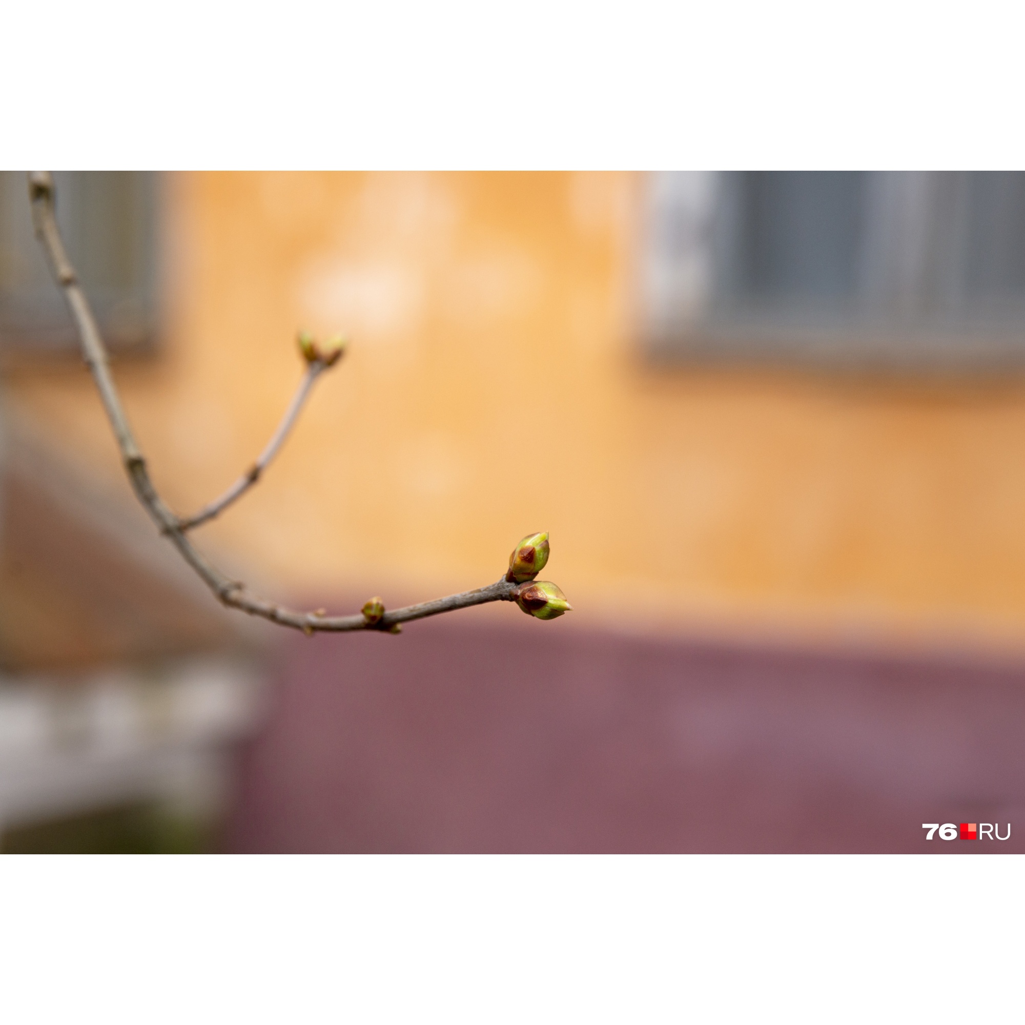 На деревьях уже набухли почки На деревьях уже набухли почки