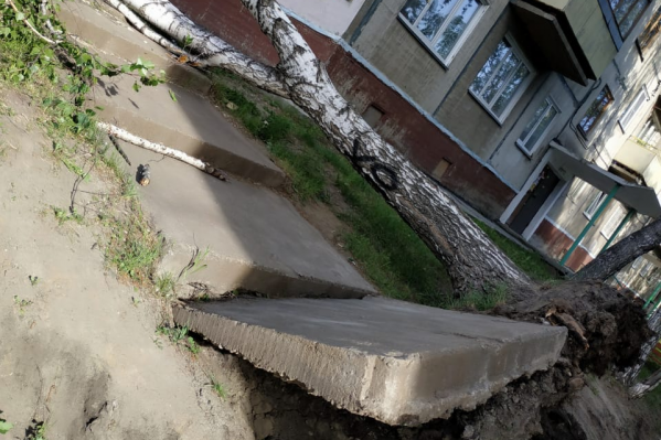 Упавшая берёза на углу Шлюзовой, 25, не только загородила дорогу, но и приподняла бетонную плиту Упавшая берёза на углу Шлюзовой, 25, не только загородила дорогу, но и приподняла бетонную плиту