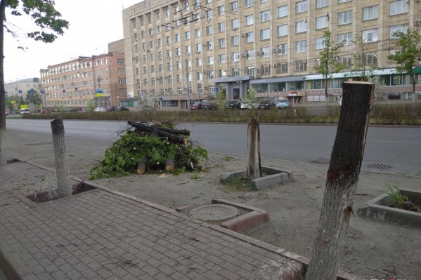 Спилы большинства уничтоженных деревьев выглядят здоровыми, но в мэрии утверждают, что растения были погибшими Спилы большинства уничтоженных деревьев выглядят здоровыми, но в мэрии утверждают, что растения были погибшими