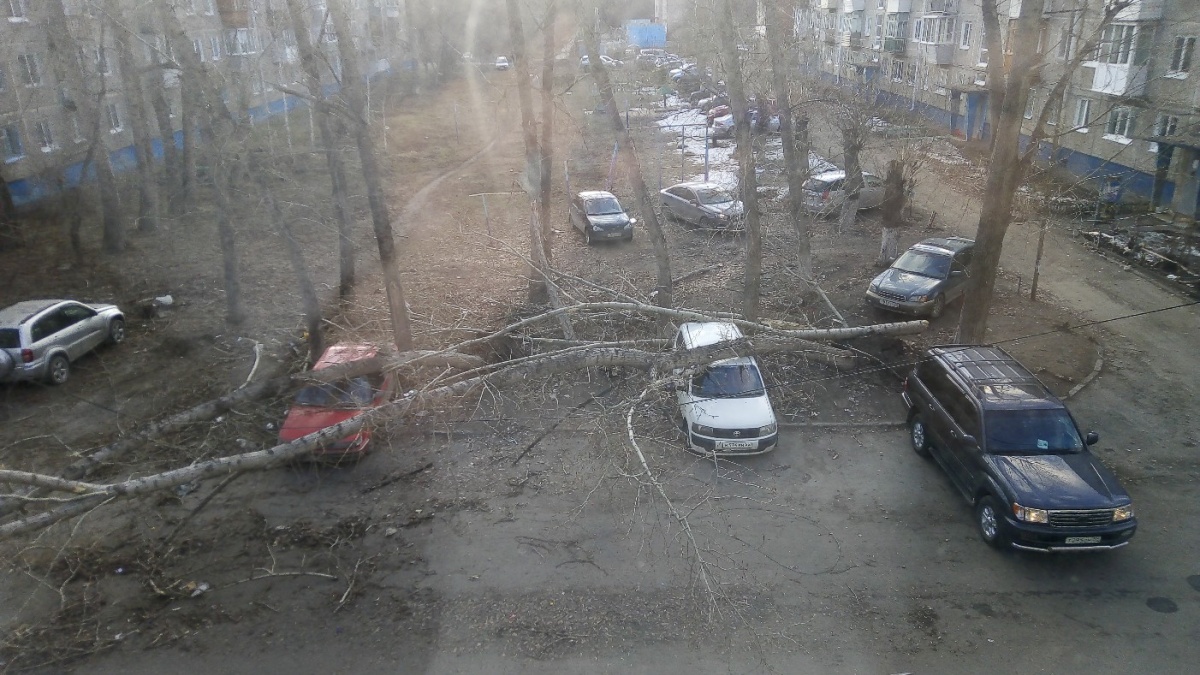 Кронировать деревья или нет?