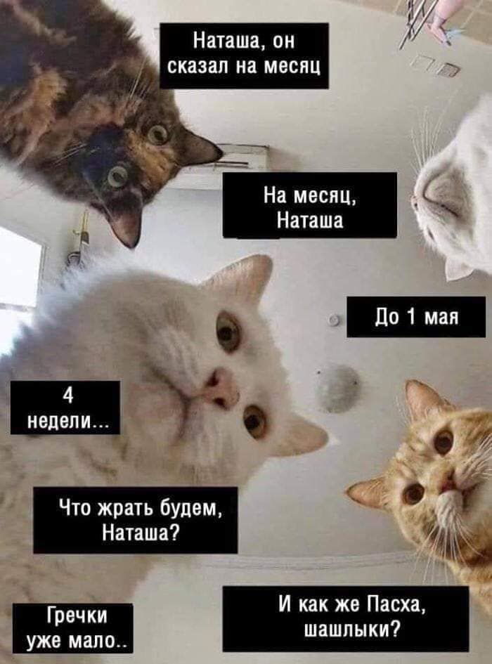 Наташины коты реагировали на все «карантинные» решения президента Наташины коты реагировали на все «карантинные» решения президента
