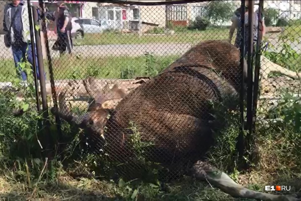 По словам свидетелей, животное еще дышит По словам свидетелей, животное еще дышит