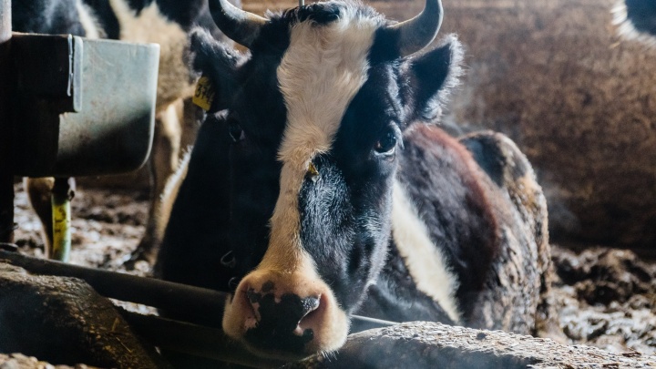 В Пермском крае из-за неизвестного вируса погибли 78 коров