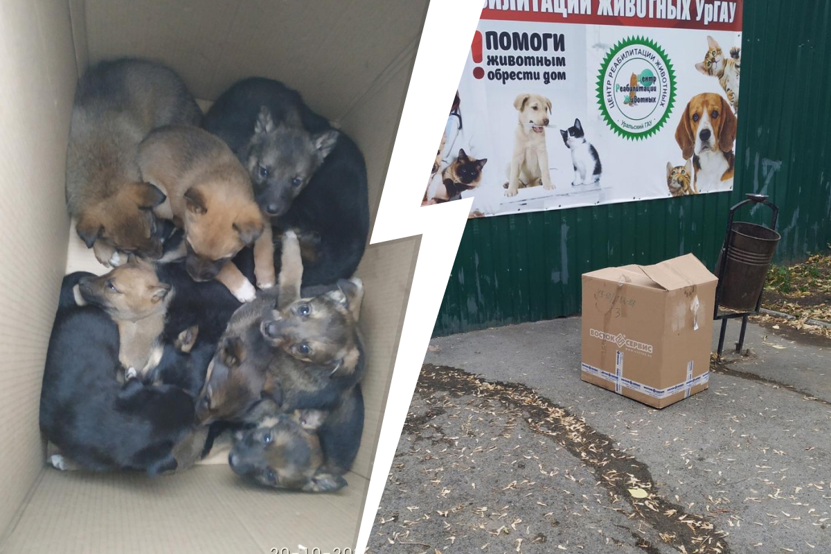 В Екатеринбурге ищут хозяев щенкам, которых выбросили в коробке на обочине трассы