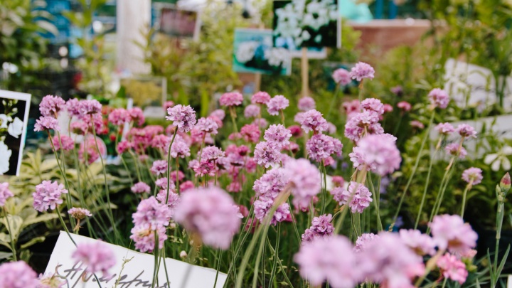Петунии, бархатцы, виолы, агератумы: в скверах и парках Тольятти высадят рекордное количество цветов