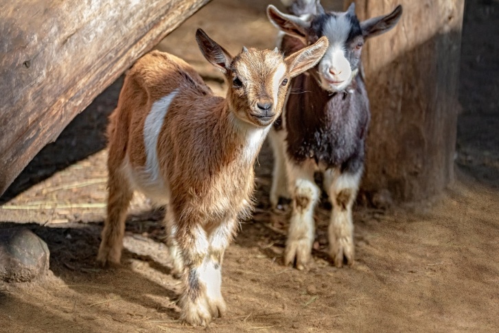 В зоопарке сейчас девять детенышей камерунских коз