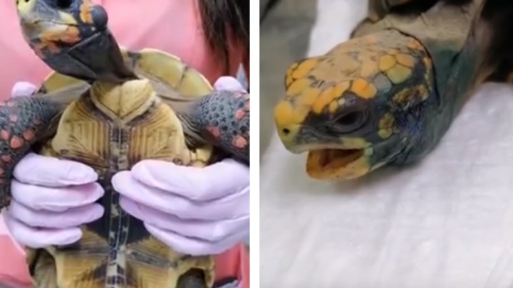 Красноярские ветеринары прооперировали черепаху с отитом и больной печенью