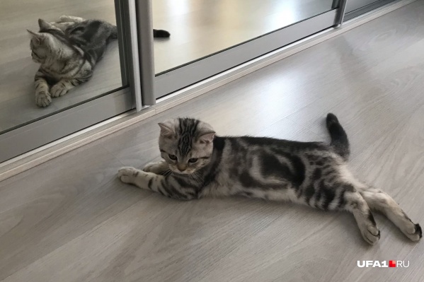 Этому котику явно уже тепло Этому котику явно уже тепло