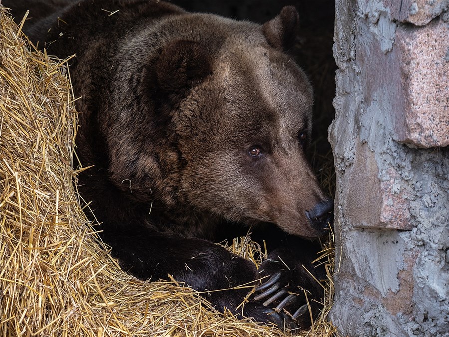 Медведица Маша дожила до 20-летия парка