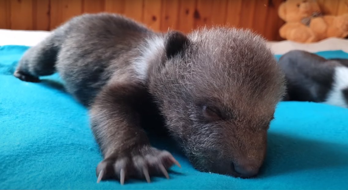 Маша. Кадр из видео в YouTube-канале Russia Baby Bear Rescue
