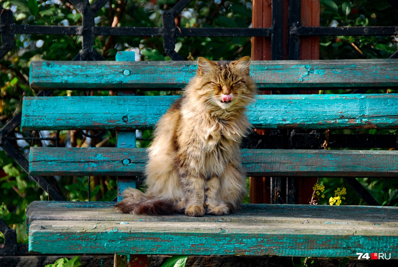 Каслинский кот Каслинский кот