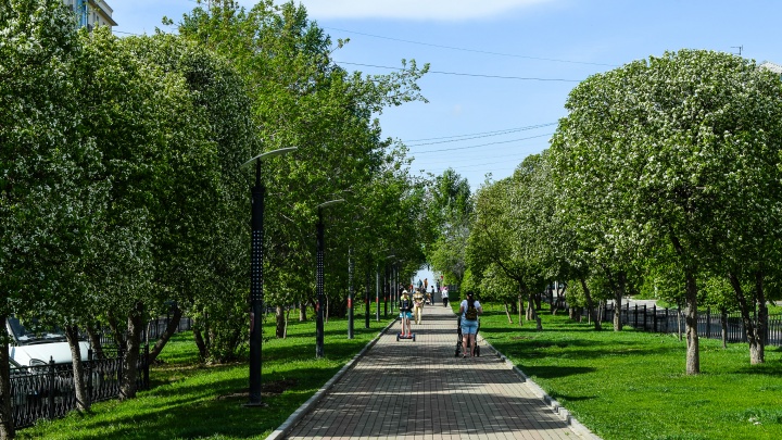В Екатеринбурге спилят и обрежут больше 300 деревьев