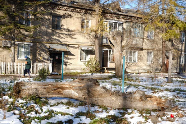 Дерево упало на девочку, игравшую на детской площадке Дерево упало на девочку, игравшую на детской площадке