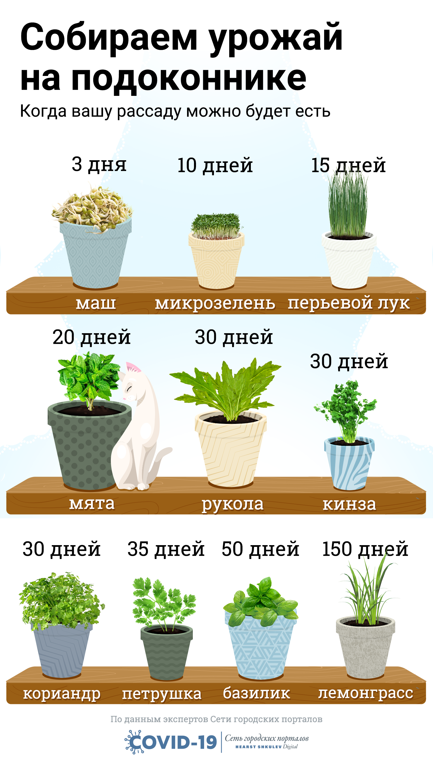 Схема посадки рукколы