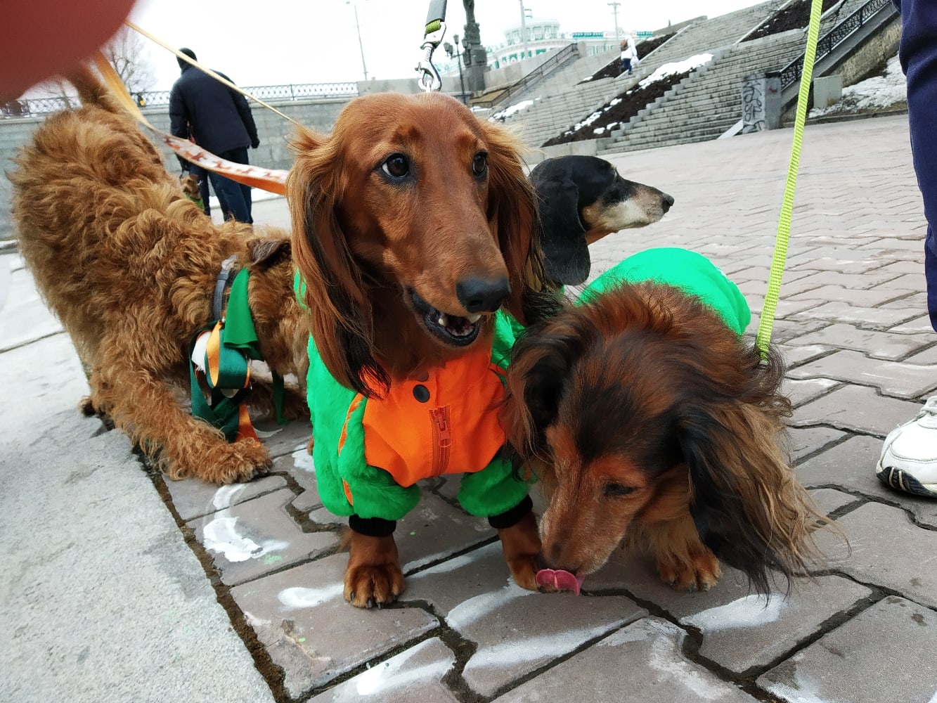 «Без нашего парада весна не настанет»: собаки ирландских пород с хозяевами прогулялись по Плотинке