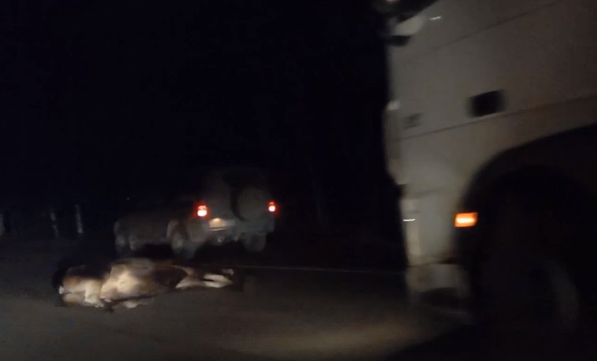 Кадр из видео в <a href="https://vk.com/spb_today" class="_">vk.com/spb_today</a>
