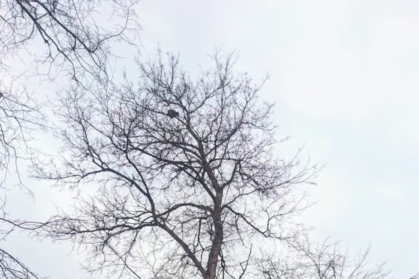 Коты залезают высоко на деревья и не могут спуститься сами