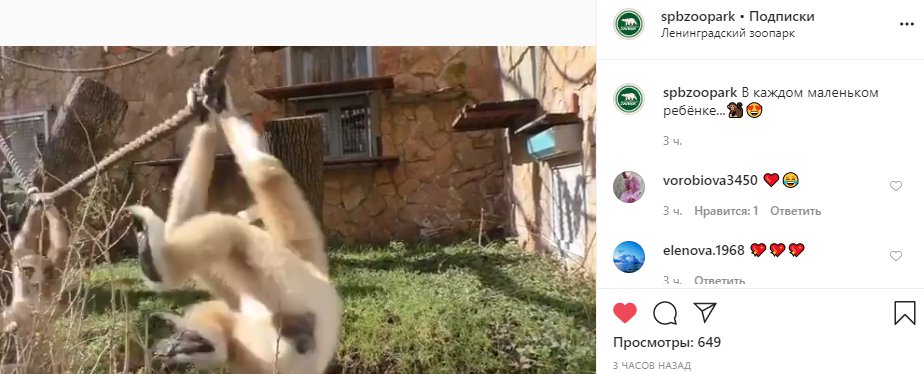 Скриншот из <a href="https://www.instagram.com/spbzoopark/" class="_">instagram.com/spbzoopark</a>