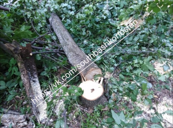 Активисты сообщили о вырубке леса у подножия шихана Куштау