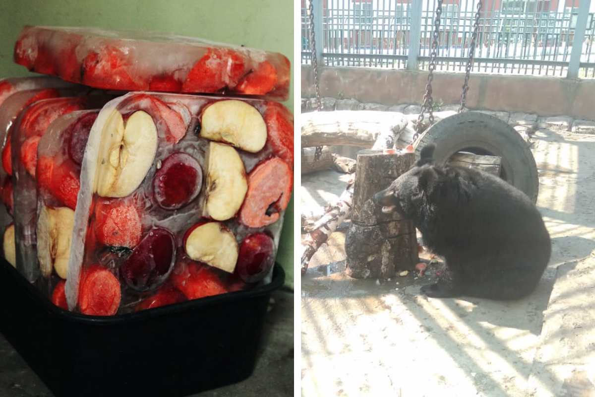 Медведи в екатеринбургском зоопарке спасаются от жары специальным мороженым: видео